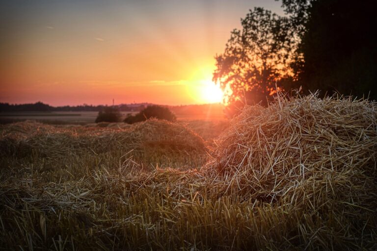 Produkcja sianokiszonek – od pola do przechowywania. Jak zadbać o jakość paszy?