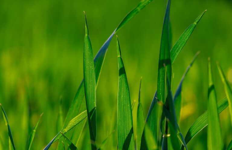 Przygotowanie gospodarstwa do certyfikacji ekologicznej – kompleksowy przewodnik na 2025 rok