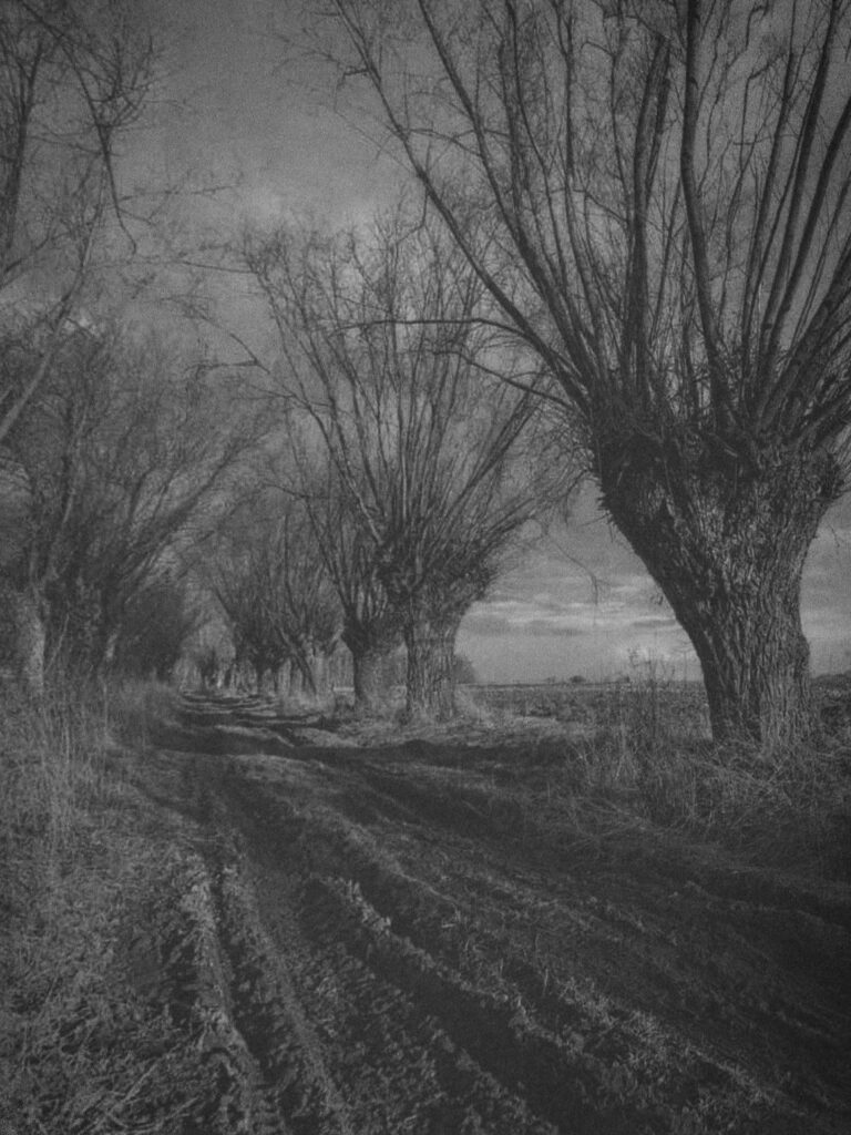 Rząd chce zalać Żuławy? GAEC 2 a wyzwania dla polskiego rolnictwa