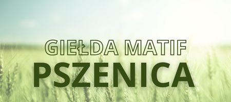 Pszenica Gielda Chart