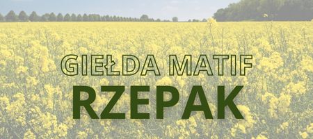 Rzepak Gielda Chart