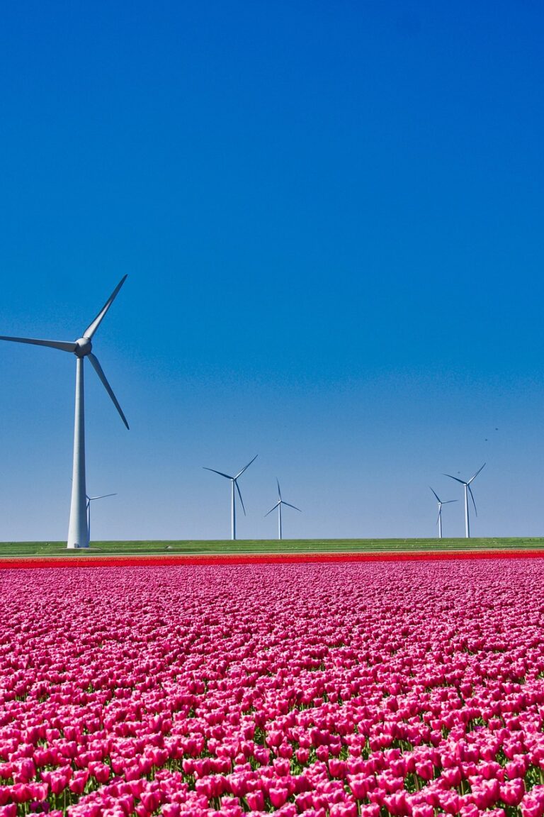 Holandia dalej ogranicza rolnictwo – miliardy euro na odszkodowania dla rolników