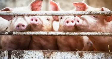 Eksport nasienia i trzody do Chin zamrożony. Branża bije na alarm