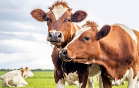 Rusza nabór wniosków dla hodowców świń i bydła