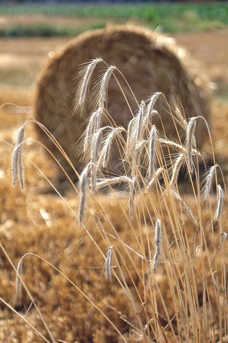 Zabieg T3 w zbożach – kluczowy krok w ochronie plonów