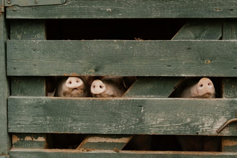 Spadające ceny i groźba ASF – co dalej z hodowlą świń?