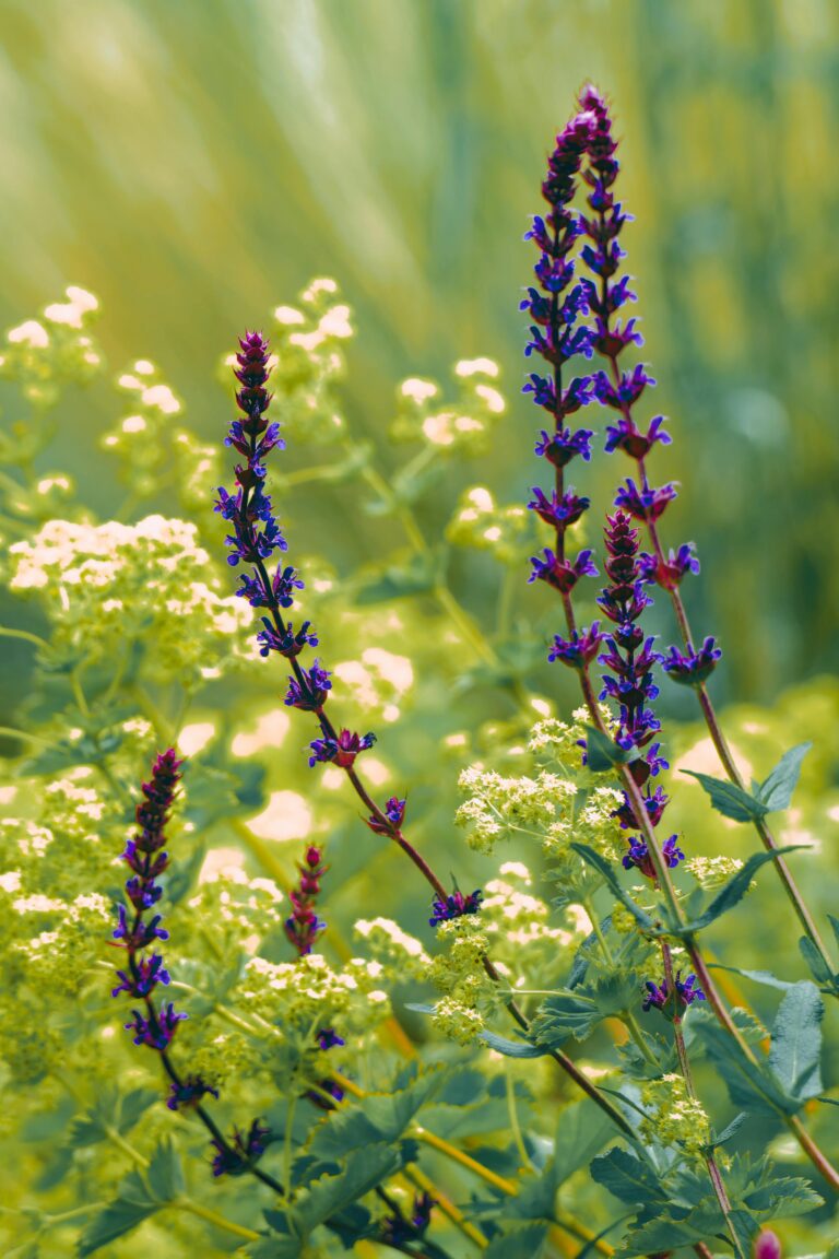 Szukasz alternatywy dla lawendy? Sprawdź, dlaczego warto wybrać szałwię omączoną