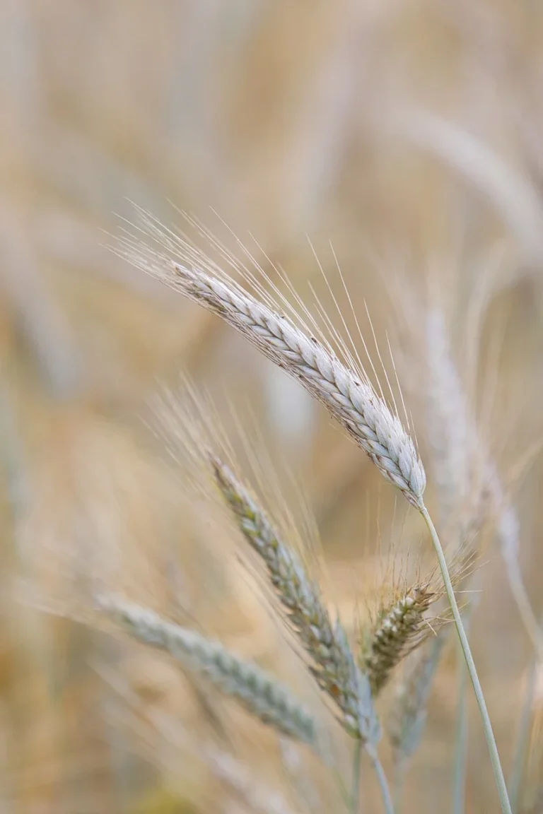Nie zgaduj, tylko zbadaj. Jak analizatory zbóż pomagają sprzedać plony z zyskiem w 2025 roku