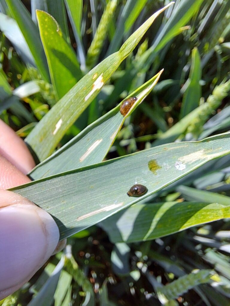 Skrzypionki – małe szkodniki z dużym wpływem na kukurydzę