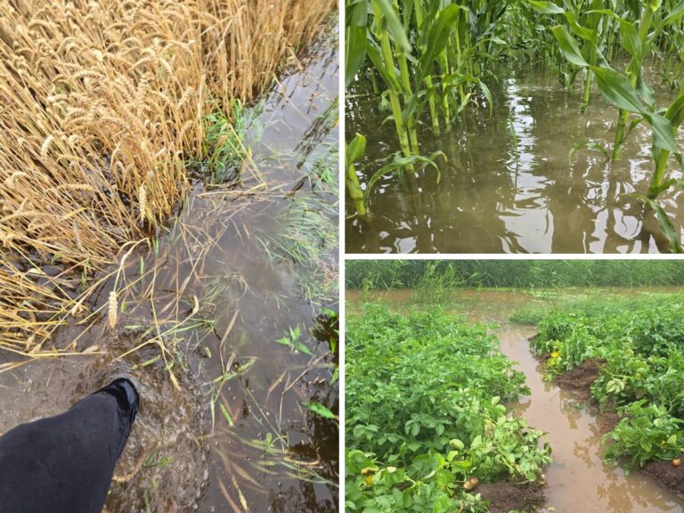 Katastrofalne skutki ulew na Żuławach – rolnicy stracili plony