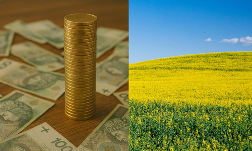 Cena rzepaku na fali – 15 lipca 2025 przyniósł wzrosty. Co dalej z rynkiem?