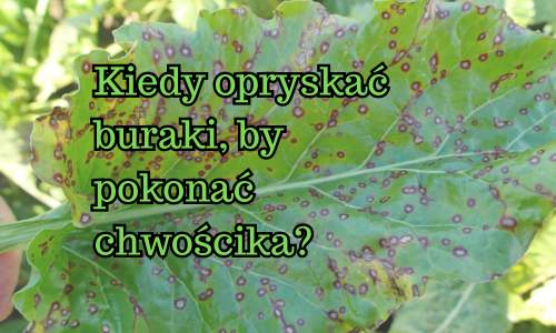 Drugi zabieg na chwościka w buraku cukrowym – kiedy opryskać, by nie stracić plonu?