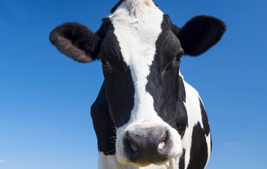 Nad mleczarstwem zbierają się chmury – czy ceny skupu mleka runą w drugiej połowie 2025 roku?