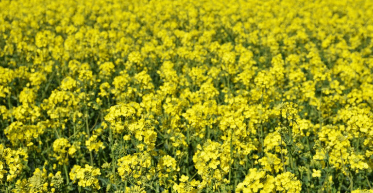 Kiedy rzepak może się osypać? Eksperci odpowiadają – co uprawy mówią o żniwach 2025