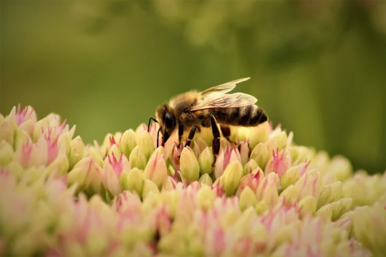 Dopłaty do roślin miododajnych. Co musisz wiedzieć?
