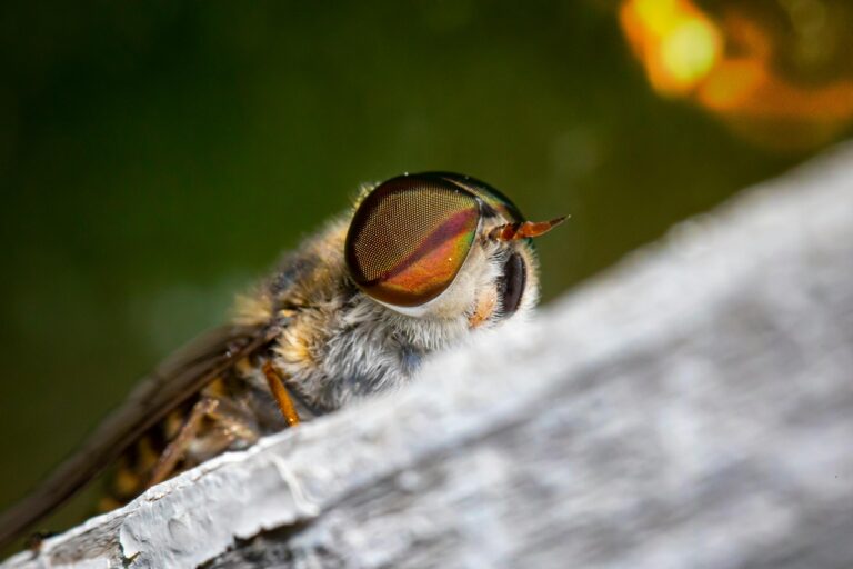 Muchy końskie, gzy i bąki – jak chronić bydło na pastwiskach przed uciążliwymi owadami?