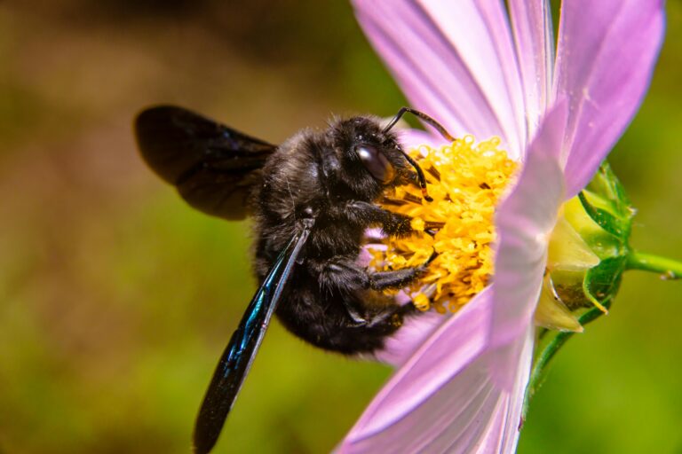 Czarna pszczoła wraca do Polski. To zasługa zmian klimatu i lepszej ochrony przyrody