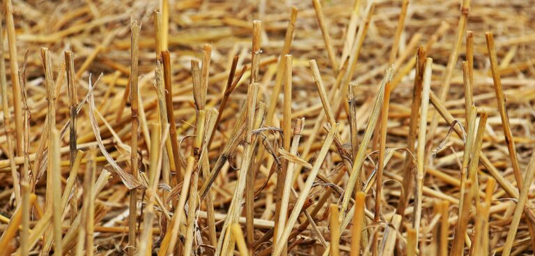 Jak dobrze wykorzystać słomę po żniwach 2025? Porady ekspertów