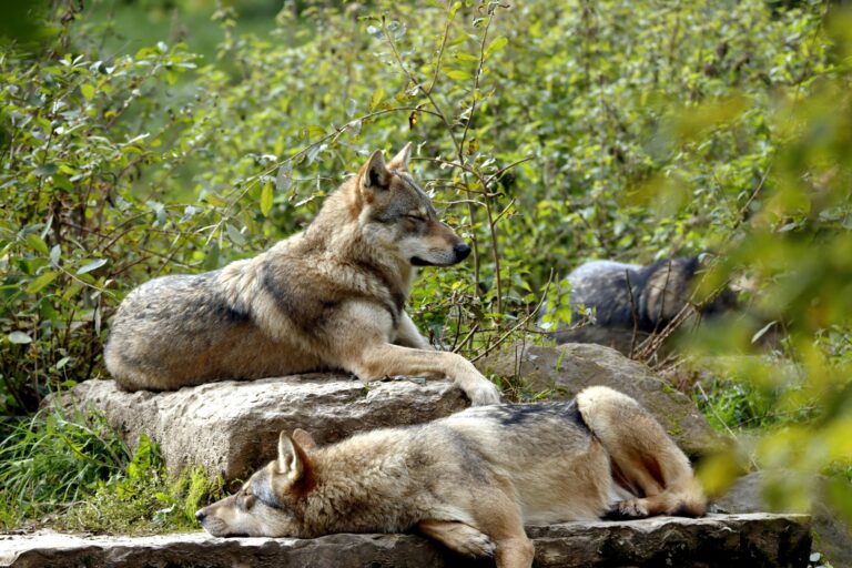 Szwecja planuje znaczną redukcję populacji wilków — odstrzelą 130 osobników