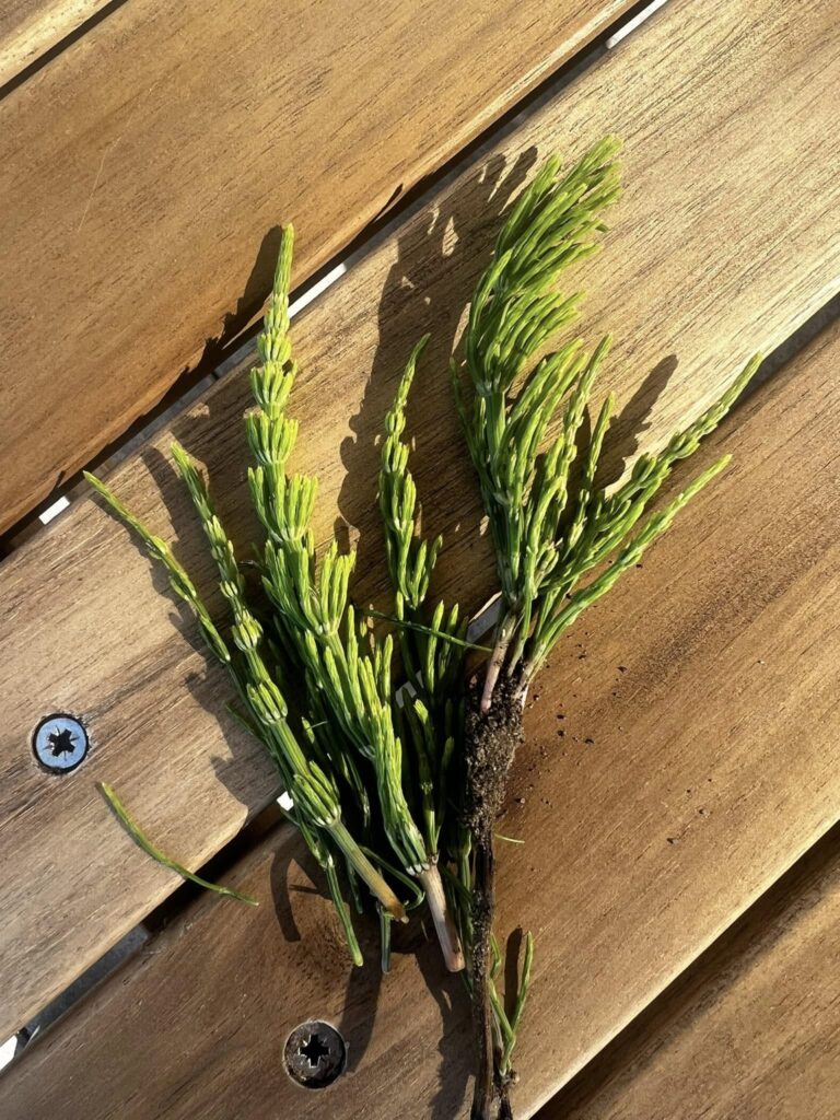 Skrzyp polny – wyjątkowo odporny chwast, który trudno wyeliminować