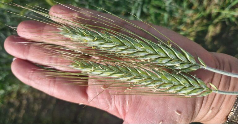 Porośnięte ziarno – dlaczego nie nadaje się do siewu?