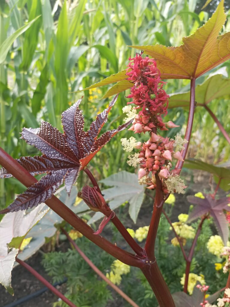Rącznik pospolity – piękna roślina, ale bardzo niebezpieczna