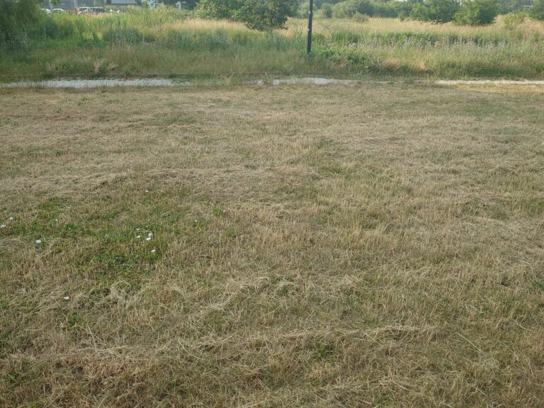 Jak efektywnie zagospodarować ściernisko – praktyczny poradnik