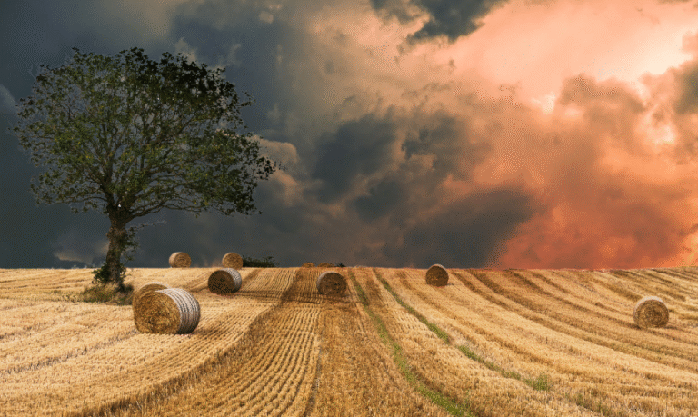 Rząd przeznaczy 69 mln zł na wsparcie rolników dotkniętych anomaliami pogodowymi