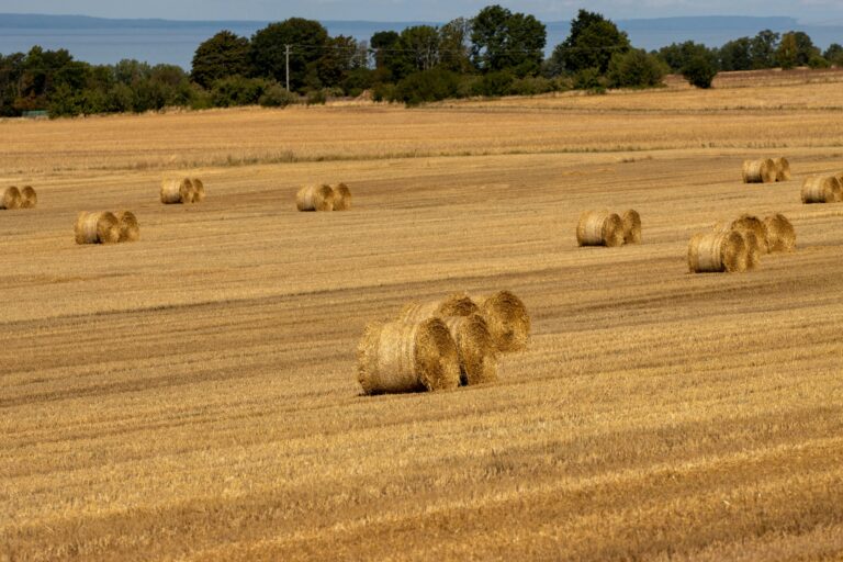 Fumigacja zboża – jak zadbać o bezpieczeństwo oznakowania