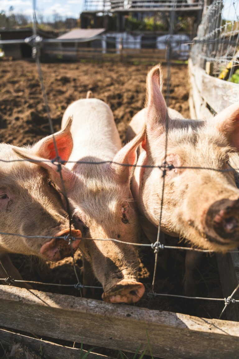 Estonia traci 10% pogłowia świń z powodu ASF