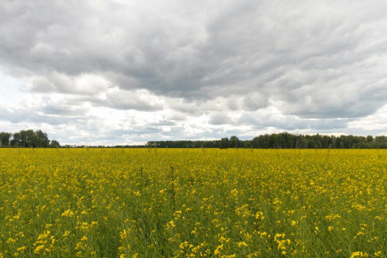 Jaką odmianę rzepaku ozimego wybrać w 2025 roku?