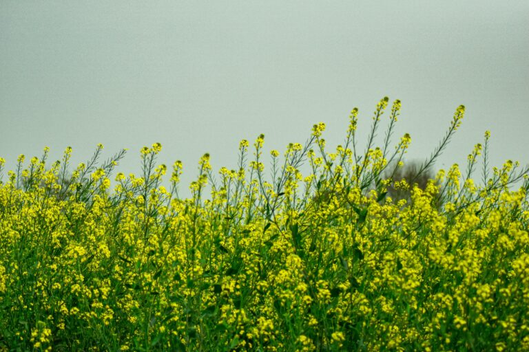 Jak przygotować glebę pod rzepak? Prof. Szczepaniak radzi: wapnowanie i odpowiednie nawożenie to podstawa