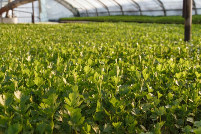 Jak nawozić warzywa? 4 najważniejsze wskazówki dla początkujących ogrodników