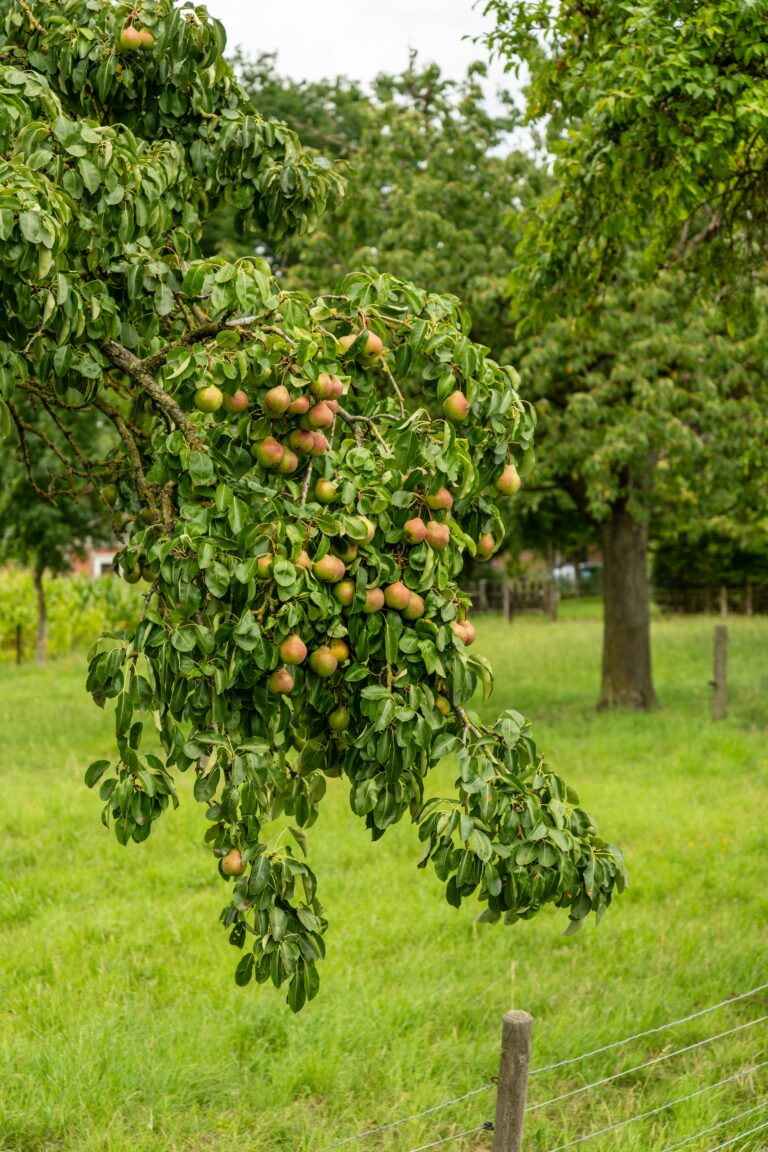 Drzewo sąsiada wchodzi na Twoją działkę? Sprawdź, co możesz zrobić!