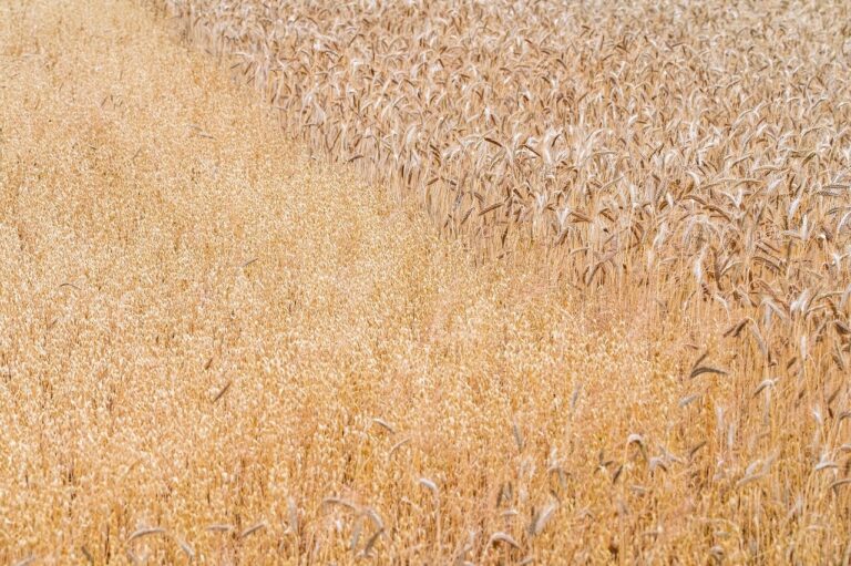 Rolnictwo na krawędzi: żniwa pod znakiem straty i niepewności