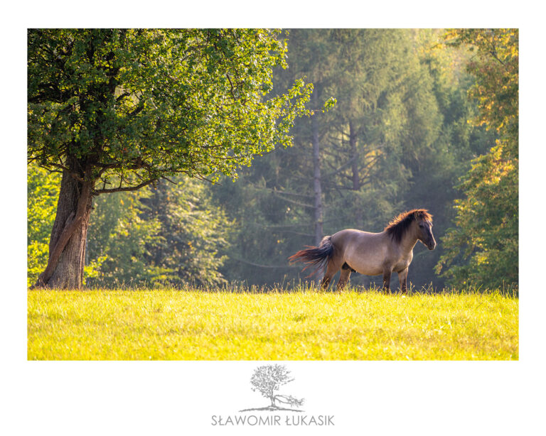 70 lat hodowli konika polskiego w Popielnie