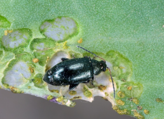 Pchełka rzepakowa w tym roku zagraża uprawom – jak sobie z nią radzić?