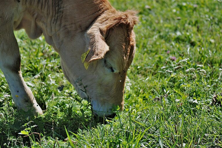 Ceny bydła rzeźnego biją rekordy. Jak wpływa to na opas?