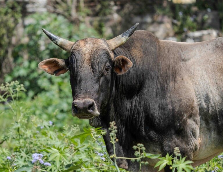 Hodowcy nadal mogą korzystać z papierowych zgłoszeń – ale czas się kończy