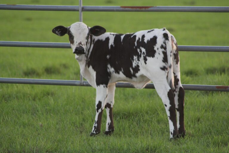 Ceny bydła 18 września 2025 – stawki ubojni wciąż wysokie