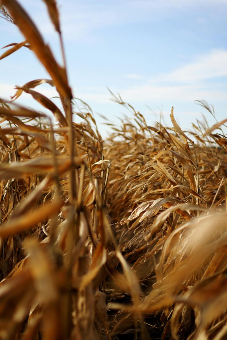 Ceny zbóż, kukurydzy i rzepaku w Polsce – stan na 4 września 2025 r.