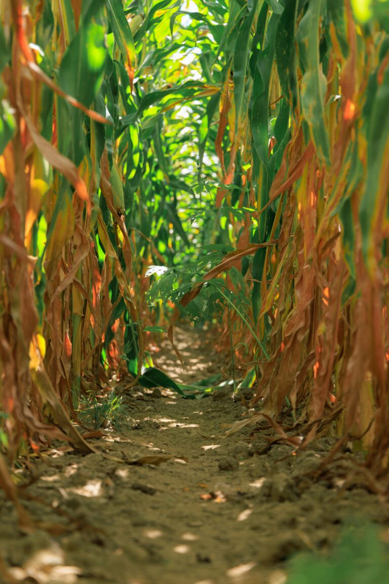 Jak przygotować kiszonkę z kukurydzy, która będzie naprawdę wartościowa