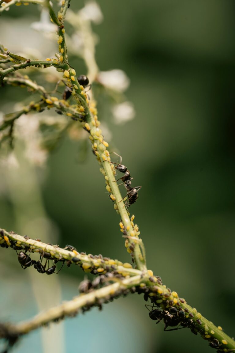 Karate Zeon 050 CS dopuszczony do zwalczania mszyc w jęczmieniu ozimym