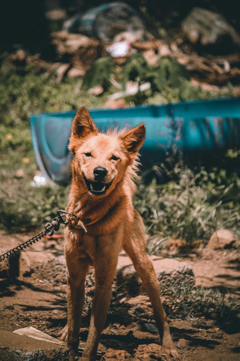 Sejm przyjął nowe przepisy o ochronie zwierząt – koniec z psami na łańcuchach